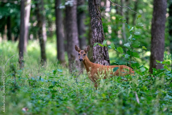 Obraz Rehwild beim äsen, Wild, Wilde Tiere, Rotwild, Jagd, Fressen