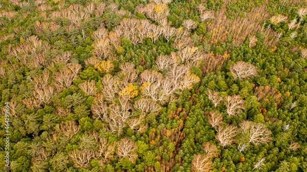 Fototapeta Deciduous birch with branches spread between evergreens A