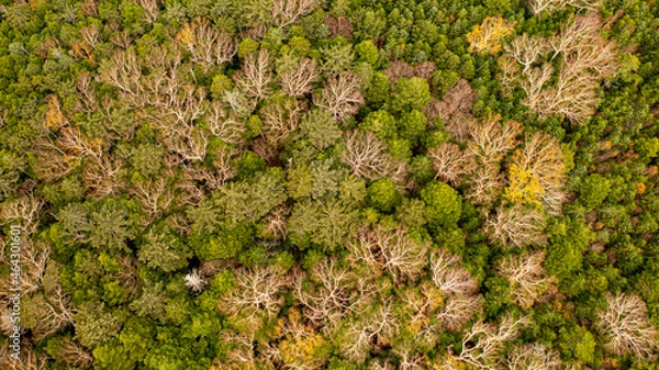 Obraz Deciduous birch with branches spread between evergreens B