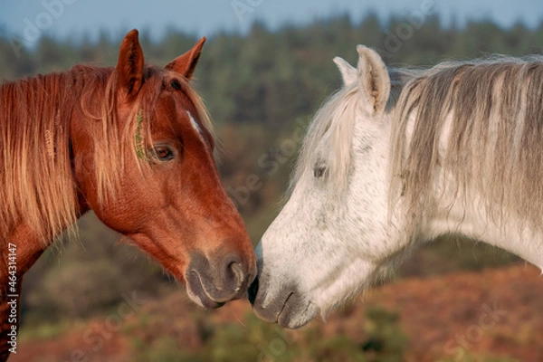 Fototapeta two wild horses greeting each other in New Forest