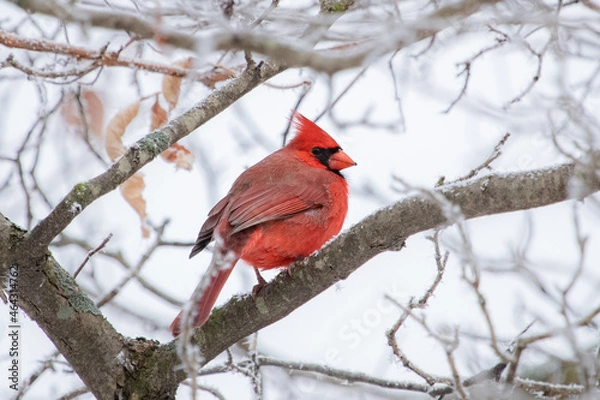 Obraz cardinal on a tree