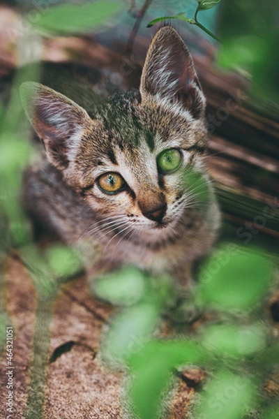 Obraz cat in the garden