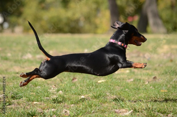 Fototapeta Dachshund dog running and jumping