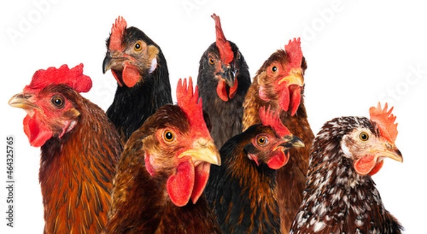 Fototapeta Different hens isolated on white