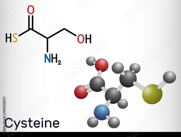 Fototapeta Cysteine, Cys, proteinogenic amino acid molecule.  Structural chemical formula and molecule model