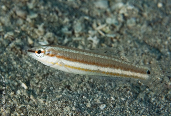 Obraz Slippery Dick, Halichoeres bivittatus