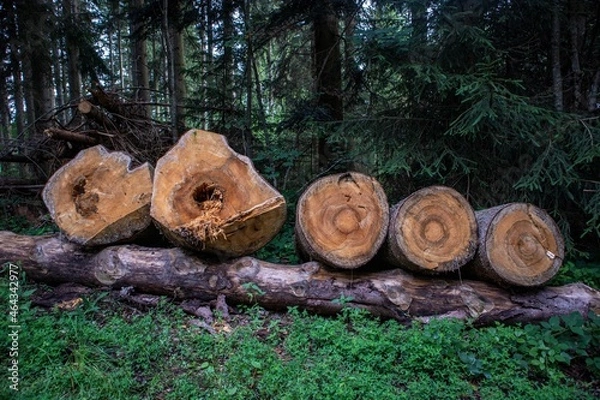 Obraz stack of firewood