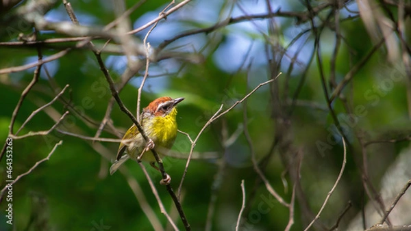 Obraz Pájaro pequeño 