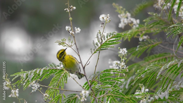 Obraz Detalle de bodas