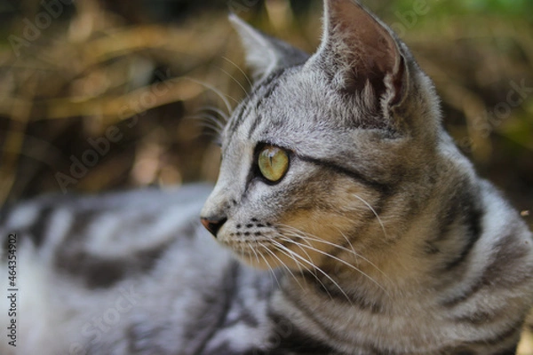 Fototapeta Close-up view of a striped wild cat eyes is looking at to the right with blurred background in the woods