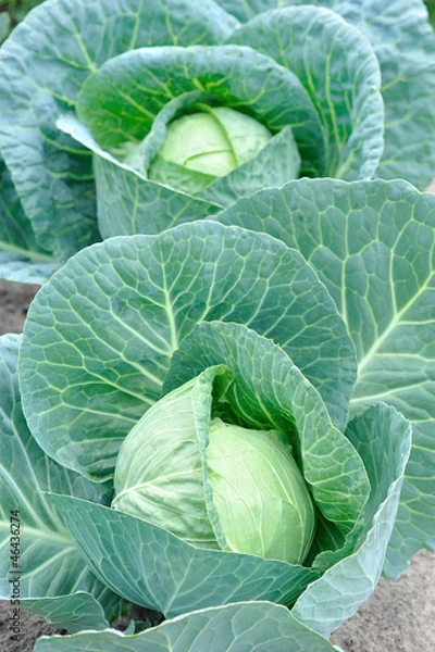 Obraz Капуста