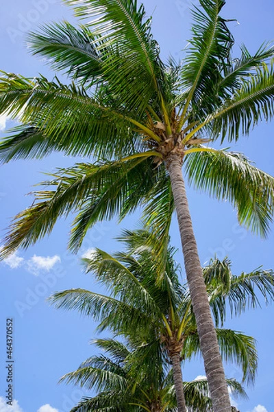 Obraz Palm Trees in Florida