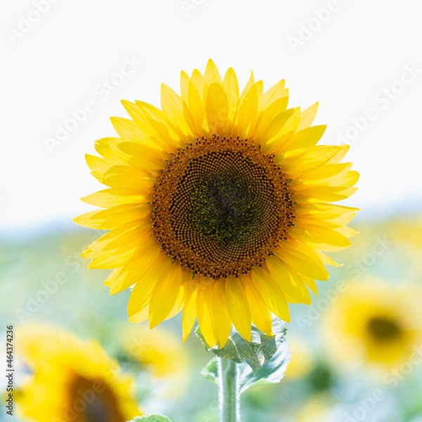 Obraz A yellow sunflower with a dark center.