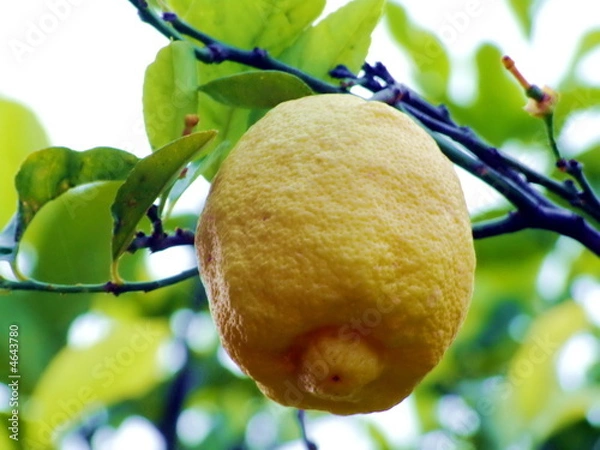 Obraz Lemon tree