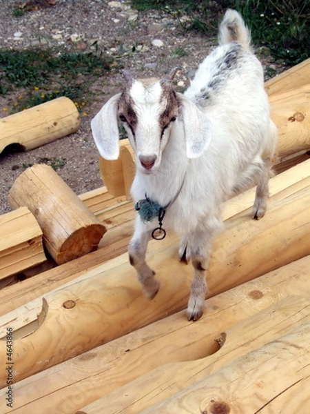 Obraz Goat kid