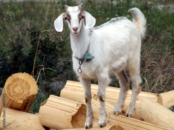 Obraz Goat kid