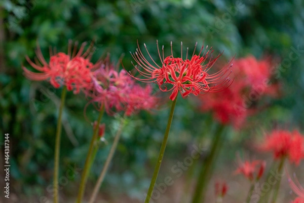 Obraz 가을의 꽃 석산