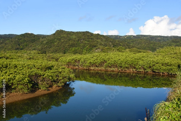 Obraz 鹿児島・種子島マングローブパーク
