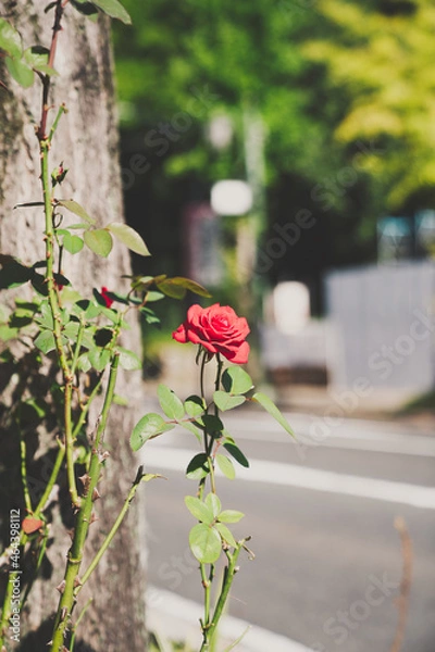 Fototapeta 一輪の薔薇