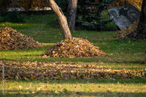 Fototapeta Large pile of dried autumn leaves neatly collected