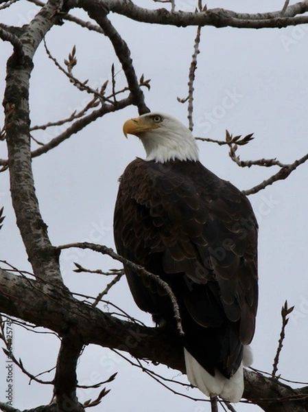 Fototapeta white tailed eagle