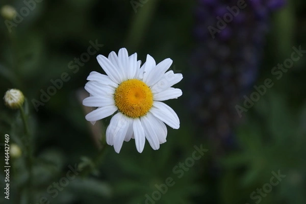 Fototapeta white daisy flower
