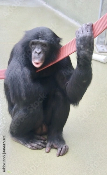Fototapeta Bonobo 