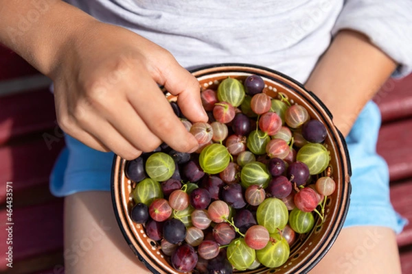 Obraz Human hand taking a berry from a bowl full of ripe gooseberries