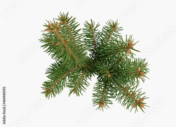 Obraz Lush branch of spruce on a white background Isolated.