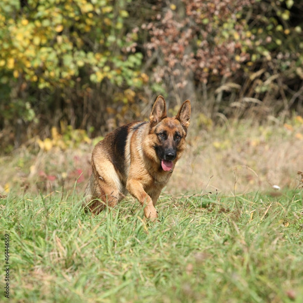 Fototapeta Nice German Shepherd in autumn
