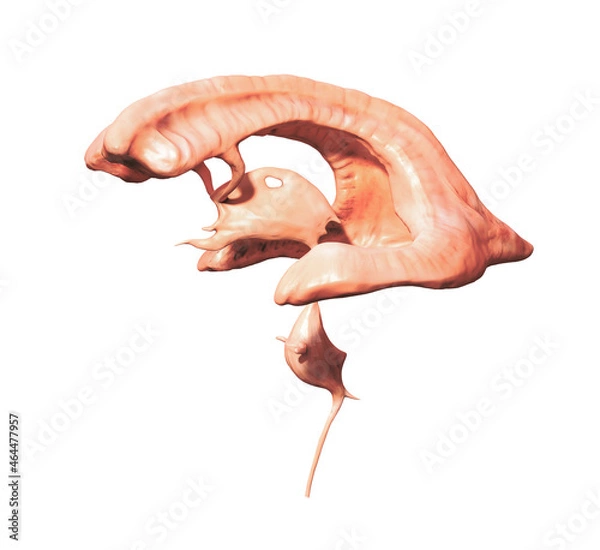 Obraz Ventricular system. Cross Section of a Human brain with ventricles and Cerebrospinal fluid, 3d render