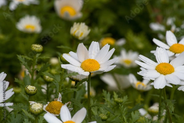 Fototapeta daisies in the garden