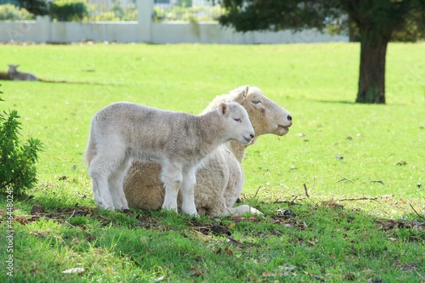 Fototapeta Sheep on the field 