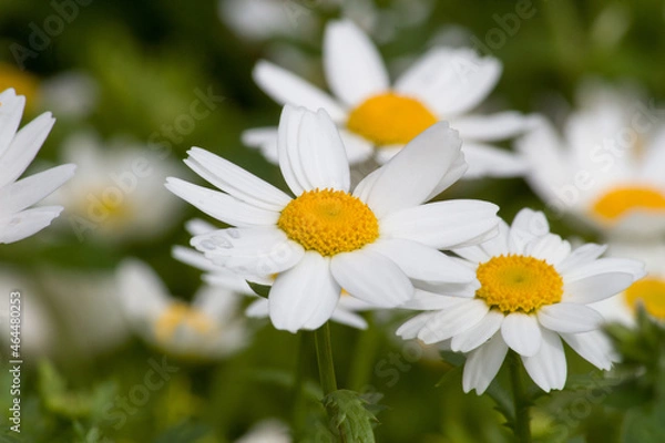 Obraz daisies in the garden