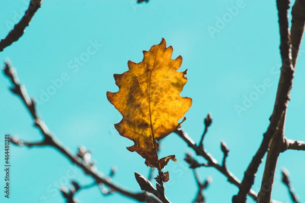 Obraz autumn leaves on sky