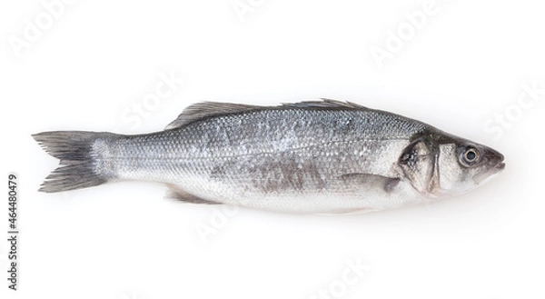 Obraz Fresh uncooked sea bass isolated on white background