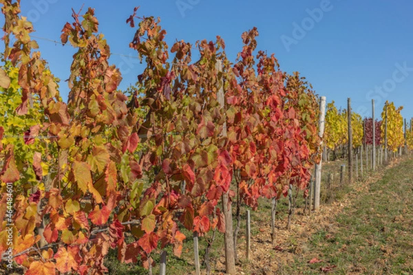 Fototapeta Various coloured autumn vines in a Burgundy vineyard ranging from brown, red and yellow to green
