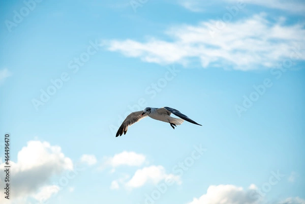 Obraz Laughing Gull getting fancy while hovering  in the wind