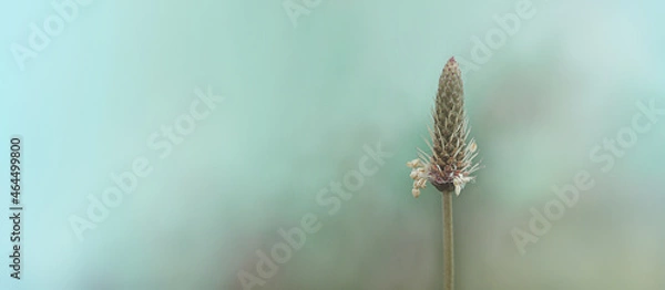 Fototapeta macro photo of an autumn plant on a blurred background, a wide banner for the background