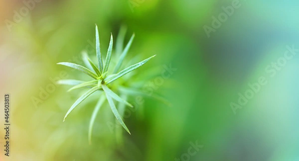 Fototapeta macro photo of an autumn plant on a blurred background, a wide banner for the background