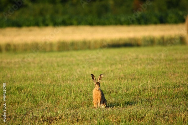 Obraz Lièvre, Lepus europaeus