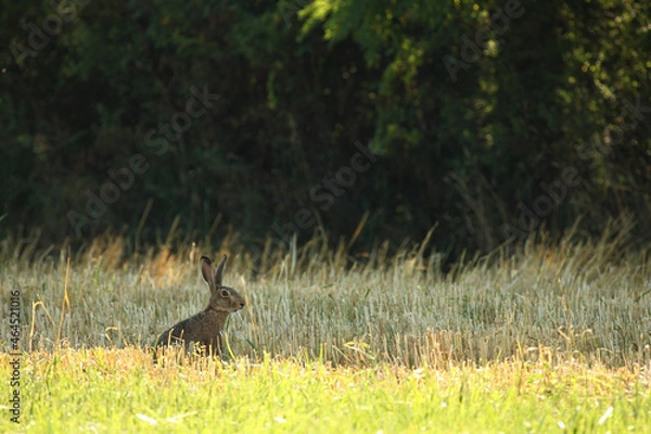 Obraz Lièvre, Lepus europaeus