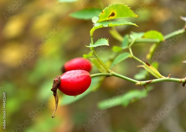 Fototapeta rose hip