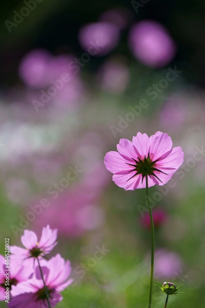 Obraz pink cosmos flower