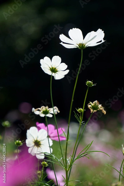 Obraz flowers on the water