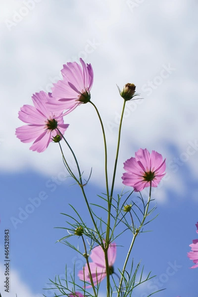 Obraz pink cosmos flower