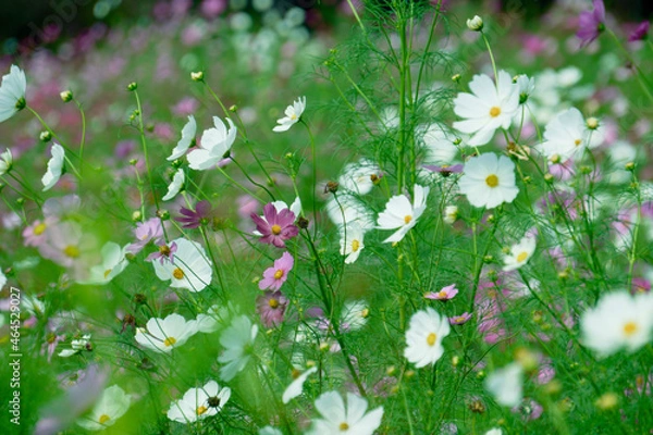 Obraz butterfly on a flower