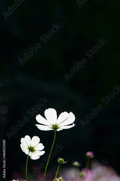 Obraz white flower on black background
