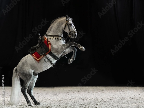 Fototapeta A gray thoroughbred stallion with a long mane and tail stands on its hind legs. Horse with saddle and bridle on a black background. Nobody