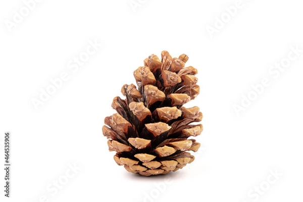 Obraz Pine cones isolated on a white background, photography